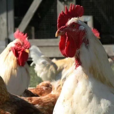 thumbnail for publication: Avian Diseases Transmissible to Humans